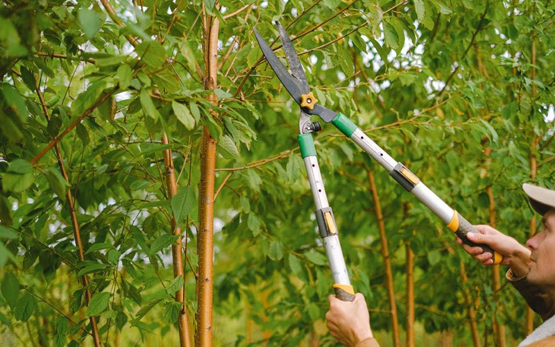 Tree trimming in Rapid City, SD